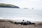 Mord auf Shetland - Staffel 1 (4) | Kino und Filme | Artikeldienst Online